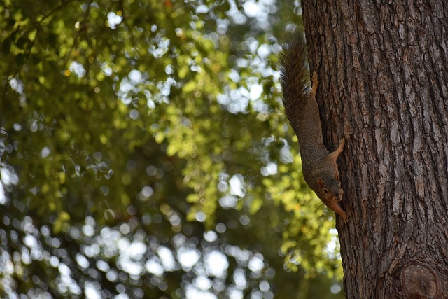 但勇士队中 但勇士队中